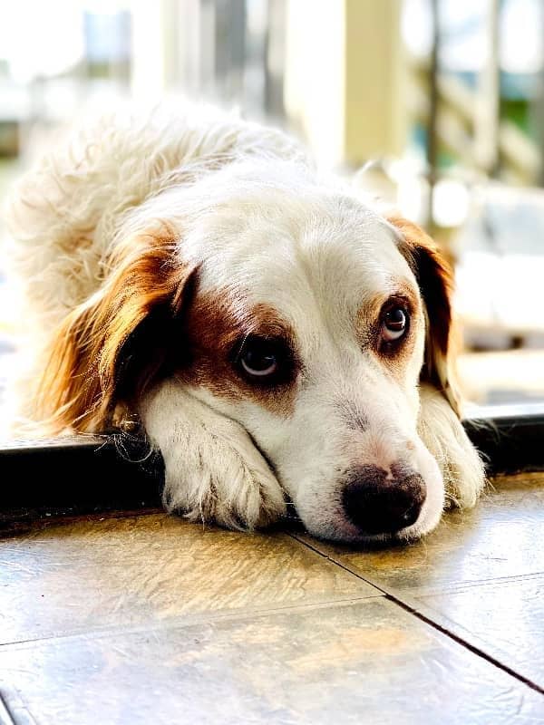 My Dog Calvin, lying on the floor with longing eyes.