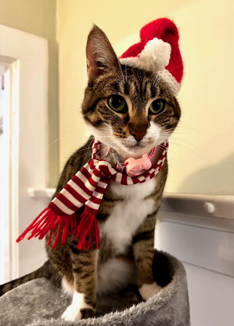 Jiffy the cat, wearing a festive scarf and hat.